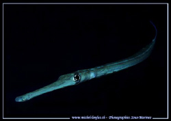 Face to Face with this Bluespotted CornetFish - que du Bo... by Michel Lonfat 